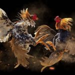 How to raise and care for fighting cocks