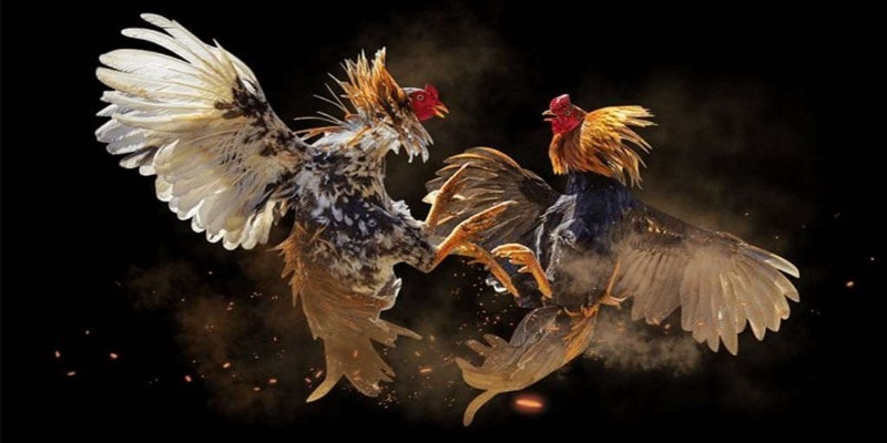 History and origin of cockfighting style