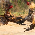 Cockfighting Style