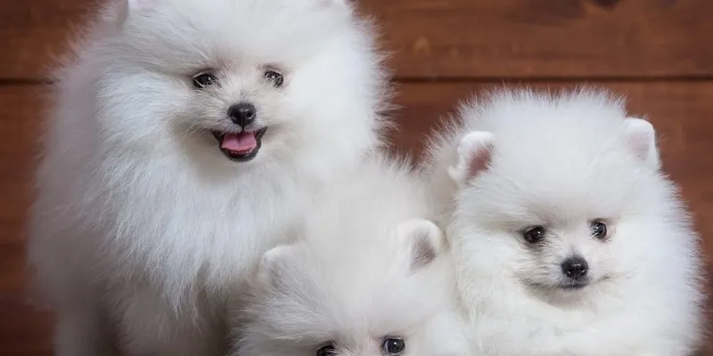 Dreaming About Dogs, What Numbers Should You Play? - Numerology Meaning